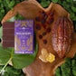 Vosges Black Raspberry Bar on a large green leaf beside a cacao pod surrounded by green moss, honey comb and fresh raspberries.