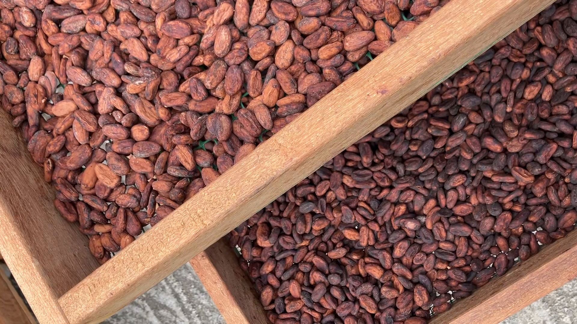 vosges-haut-chocolat-blog/the-story-behind-the-martinique-cacao-revival