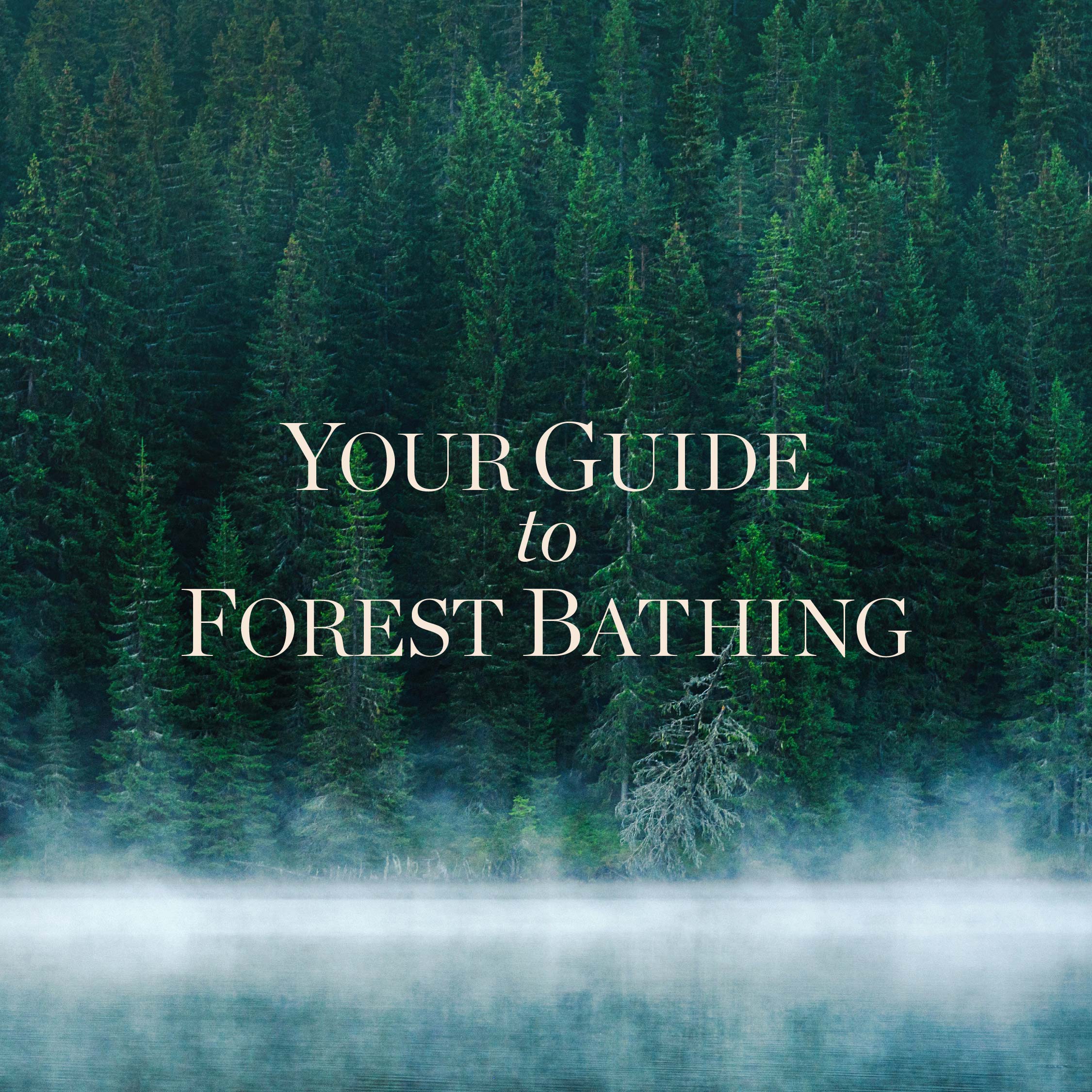 vosges-haut-chocolat-blog/your-guide-to-forest-bathing