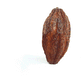 Animation of a whole Cacao Fruit dissected displaying mesocarp, endocarp, pulp and beans on a white background.