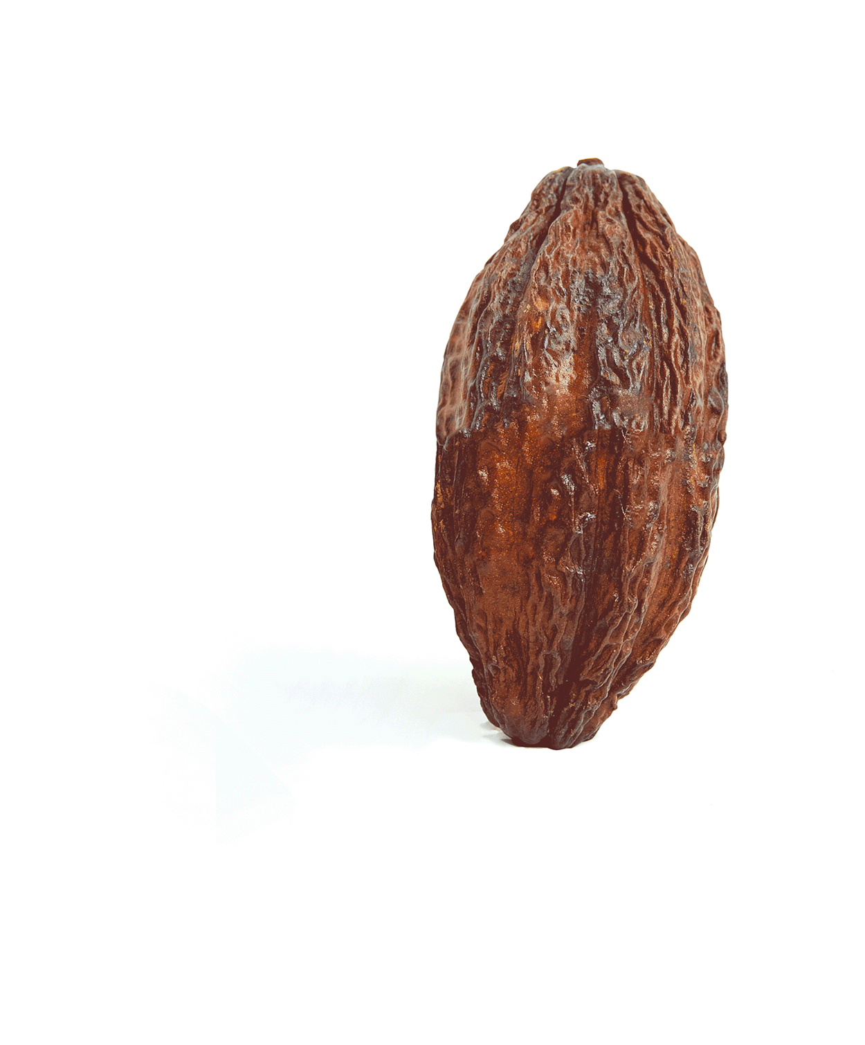 Animation of a whole Cacao Fruit dissected displaying mesocarp, endocarp, pulp and beans on a white background.