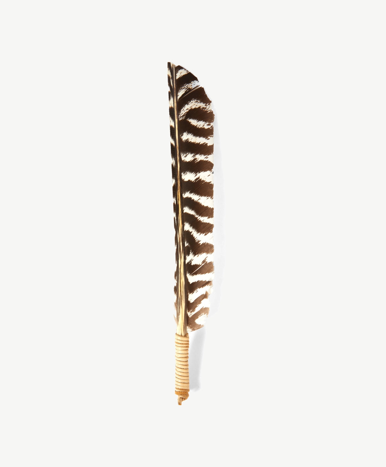 Striped turkey feather tied with leather cord on a white background.