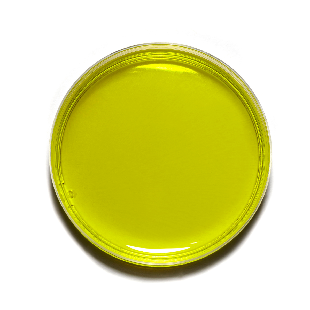 high-phenolic-olive-oil